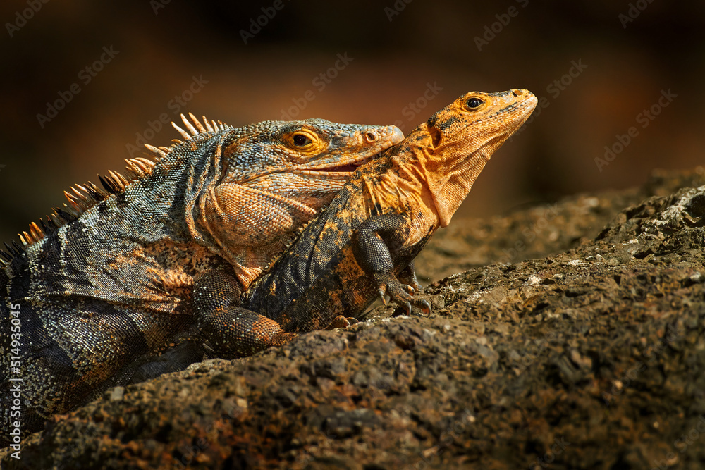 Obraz premium Lizard love bahaviour. Pair of reptiles, Black Iguana, Ctenosaura similis, male and female sitting on black stone, chewing to head. Mating of big lizards. Manuel Antonio, Costa Rica.