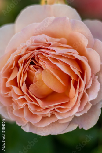 Blooming rose bud. Summer flower close-up. Floral background. Nature in the flowerbed. Gardening. Rose petals in the garden. Gently beige orange rose color.