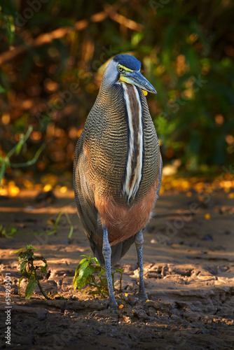 Bare-throated Tiger-Heron, Tigrisoma mexicanum, in nature green vegetation. Water bird from tropical jungle. Wildlife scene from nature forest, Corcovado NP, Costa Rica. photo