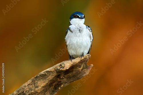 Mangrove Swallow, Tachycineta albilinea, bird from tropical river. Exotic swallow from Costa Rica sitting on the tree branch with clear green background, Central America. photo