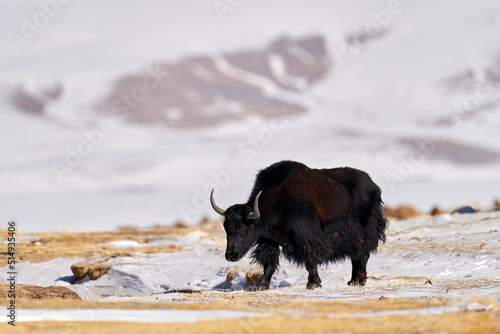 Wild yak, Bos mutus, large bovid native to the Himalayas, winter mountain codition, Tso-Kar lake, Ladakh, India. Yak from Tibetan Plateau, in the snow. Black bull with horn from snowy Tibet. photo