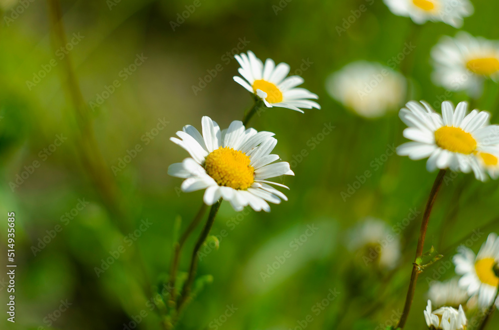 Chamomile flower field. Camomile in the nature. Field of camomiles at sunny day at nature Chamomile flower field. Camomile in the nature. Field of camomiles at sunny day at nature