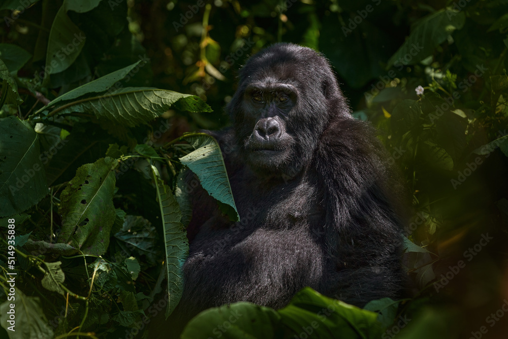 Mountain gorilla, Mgahinga National Park in Uganda. Close-up photo of wild big black silverback monkey in the forest, Africa. Wildlife nature. Mammal in green vegetation. Gorilla sitting in forest, Mountain gorilla, Mgahinga National Park in Uganda. Close-up photo of wild big black silverback monkey in the forest, Africa. Wildlife nature. Mammal in green vegetation. Gorilla sitting in forest,