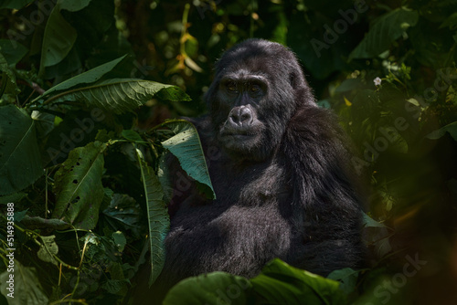 Mountain gorilla, Mgahinga National Park in Uganda. Close-up photo of wild big black silverback monkey in the forest, Africa. Wildlife nature. Mammal in green vegetation. Gorilla sitting in forest, © ondrejprosicky
