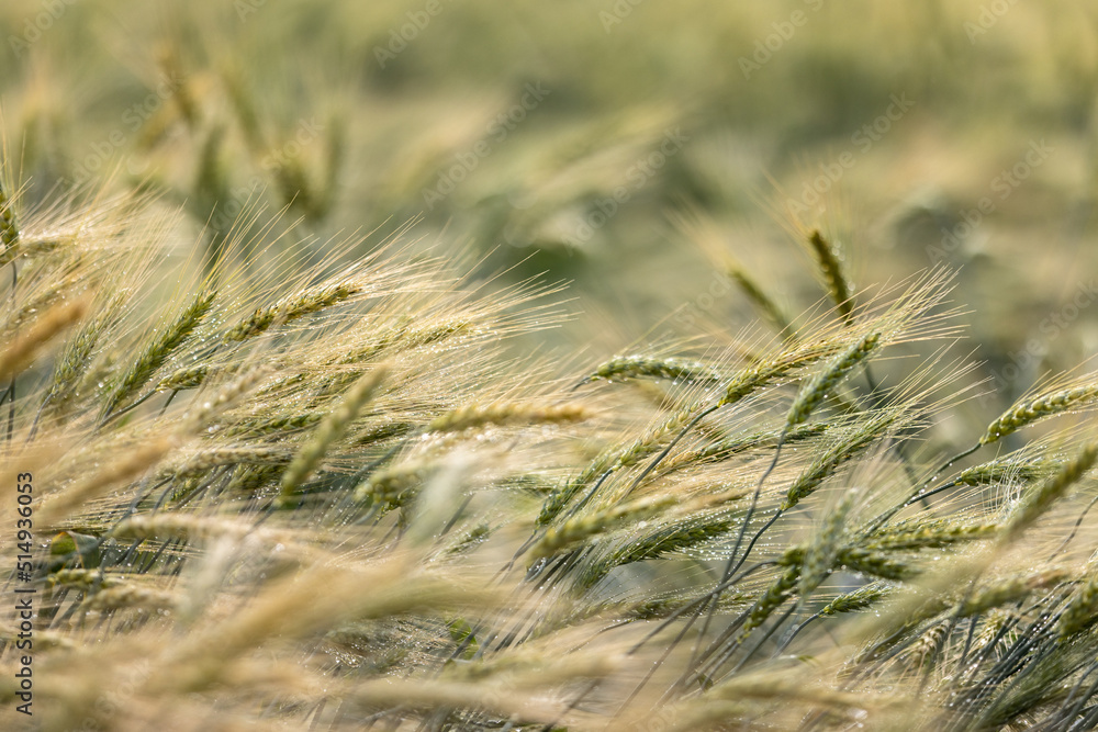 Fototapeta premium beautiful golden wheat field, flora and agriculture