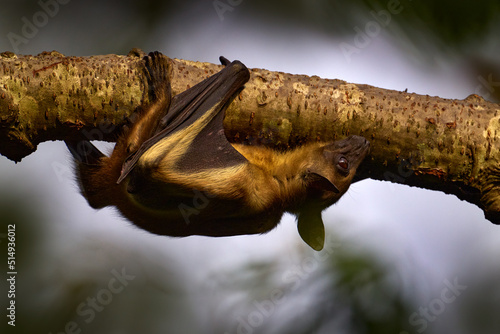 Uganda wildlife. Straw-coloured fruit bat, Eidolon helvum, on the the tree during the evening, Kisoro, Uganda in Africa. Bat colony in the nature, wildlife. Travelling in Uganda. photo