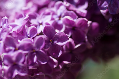 Lilac flowers close-up on a natural background.