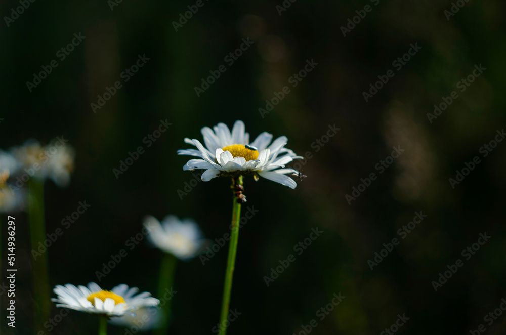 Chamomile flower field. Camomile in the nature. Field of camomiles at sunny day at nature Chamomile flower field. Camomile in the nature. Field of camomiles at sunny day at nature