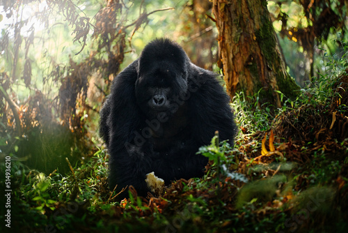 Fotografia Congo mountain gorilla