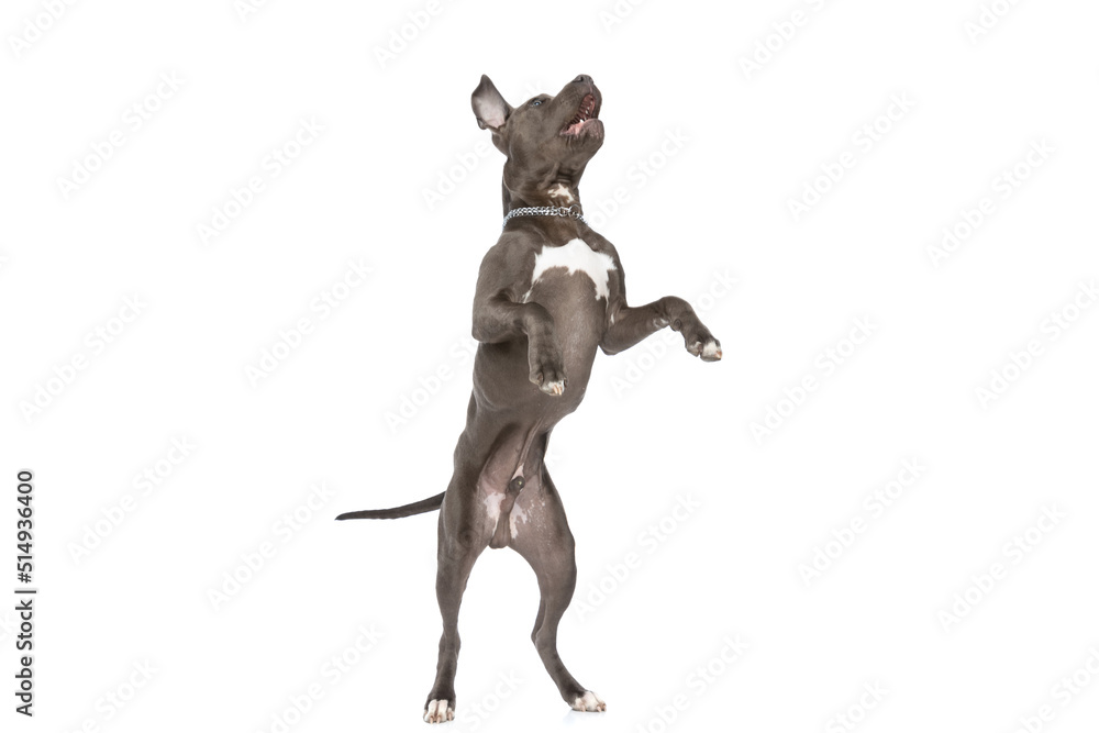 eager amstaff dog with collar standing up on behind legs eager amstaff dog with collar standing up on behind legs