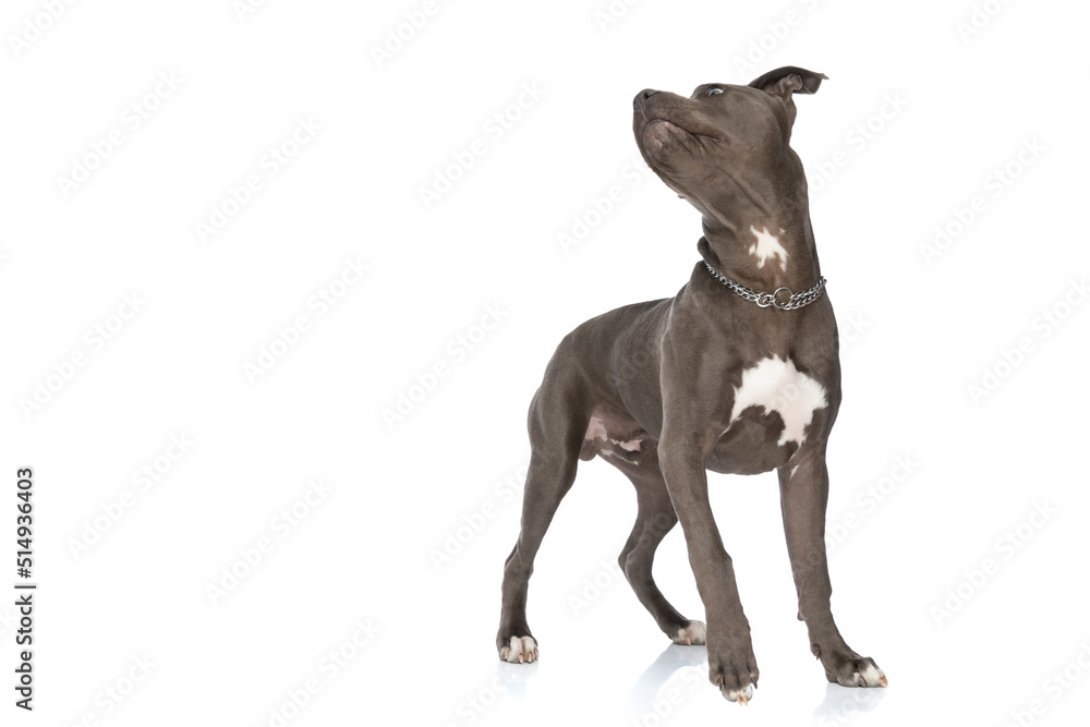 eager american staffordshire terrier dog with collar looking to side
