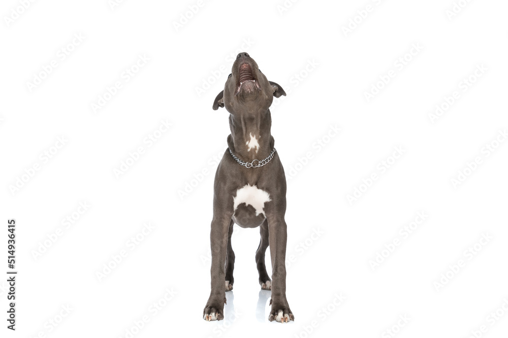 Fototapeta premium cute american staffordshire terrier dog with collar looking up and panting