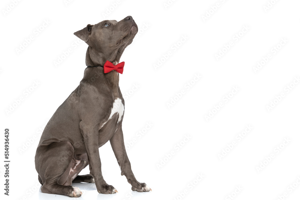 side view of elegant american staffordshire terrier dog with bowtie looking up