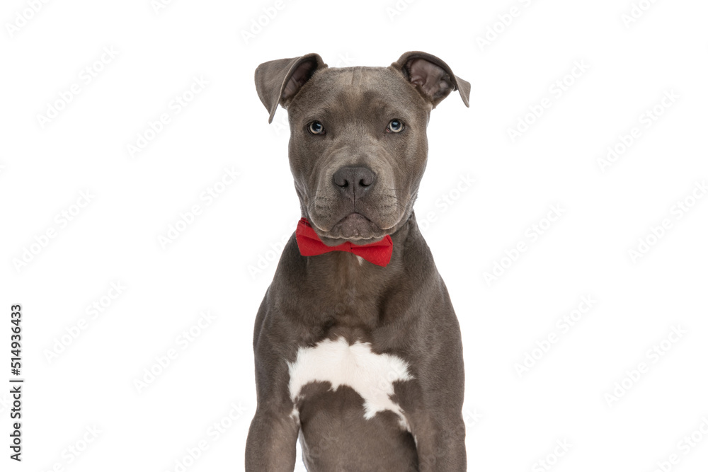 portrait of precious little amstaff puppy with red bowtie sitting