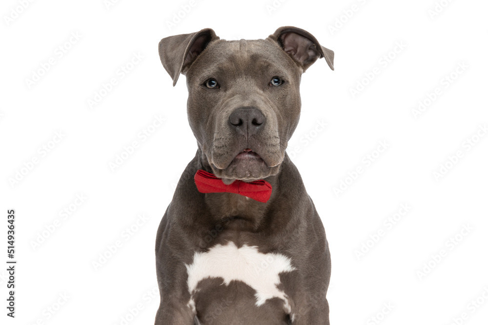 cute elegant american staffordshire terrier puppy with red bowtie