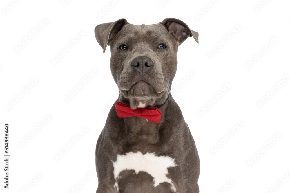 beautiful american staffordshire terrier dog with red bowtie beautiful american staffordshire terrier dog with red bowtie