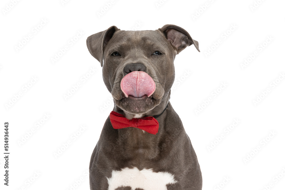 portrait of beautiful amstaff dog with red bowtie licking nose portrait of beautiful amstaff dog with red bowtie licking nose