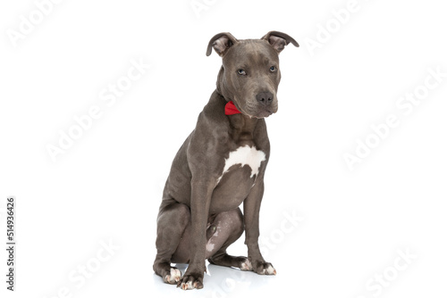 sweet american staffordshire terrier dog with bowtie sitting