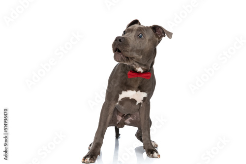 scared american staffordshire terrier dog with red bowtie looking to side