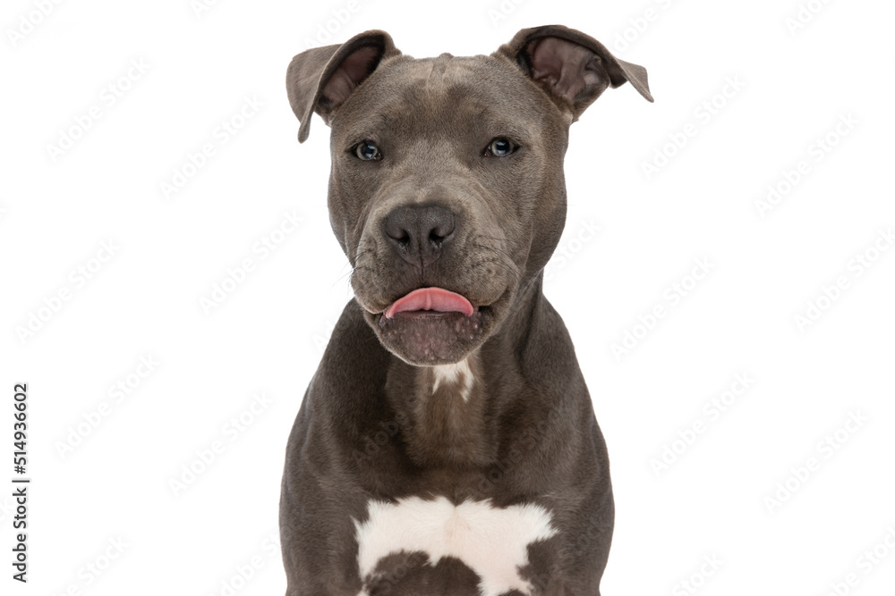 beautiful american staffordshire terrier dog with tongue out beautiful american staffordshire terrier dog with tongue out