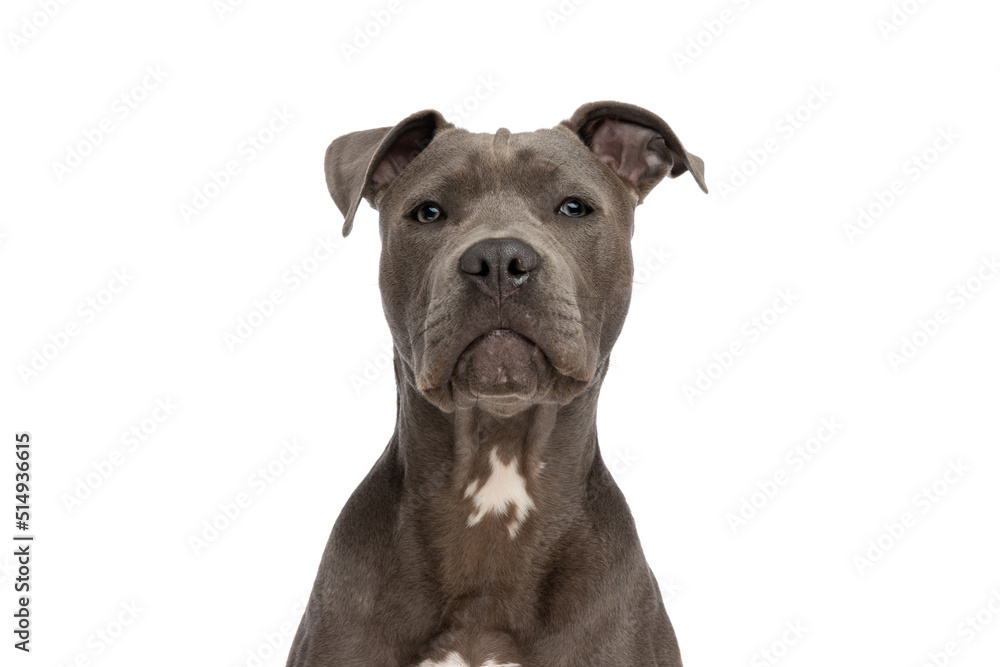 portrait of beautiful american staffordshire terrier dog