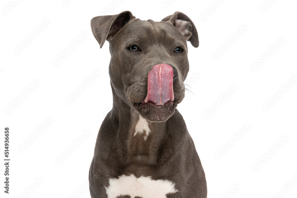 cute american staffordshire terrier dog looking away and licking nose cute american staffordshire terrier dog looking away and licking nose