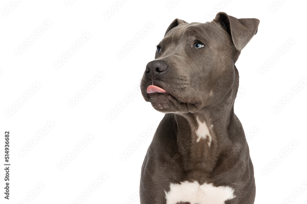 beautiful american staffordshire terrier pup with tongue out looking up