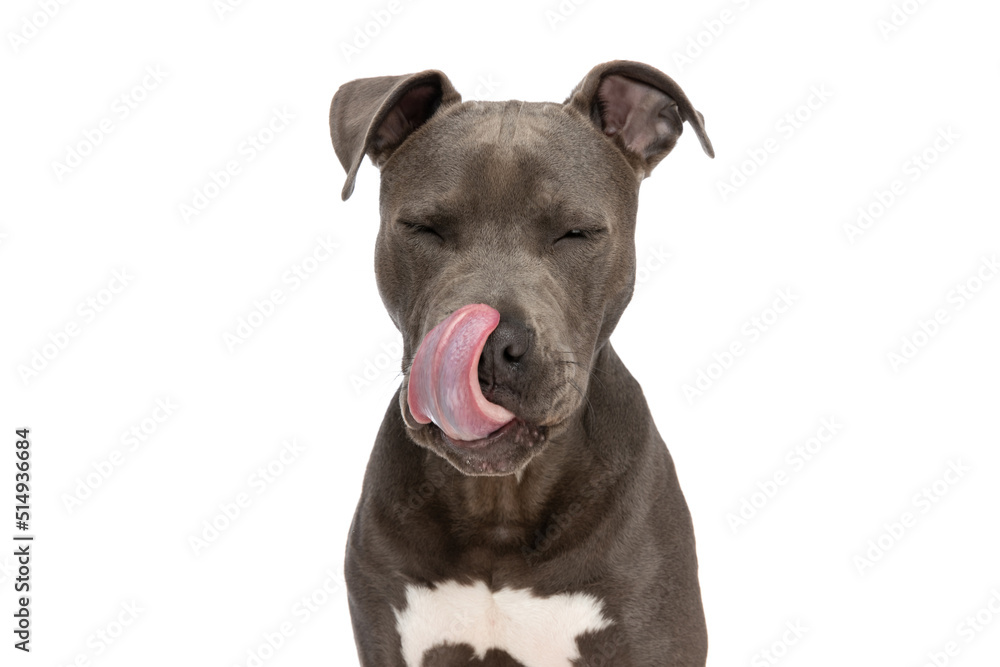 adorable amstaff puppy with tongue exposed licking nose