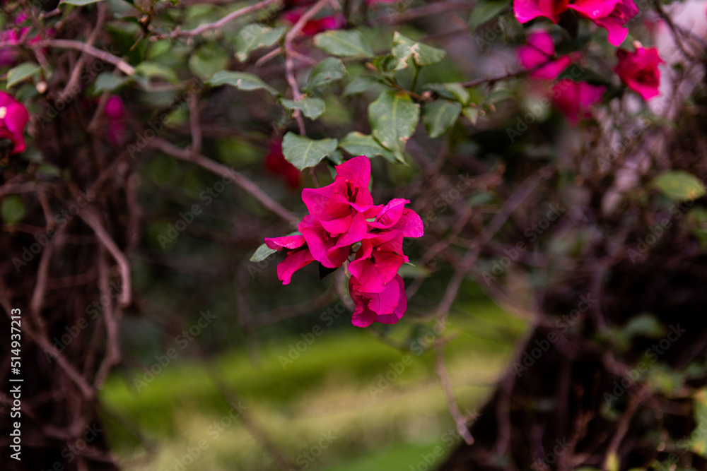 Obraz premium Rama con flores de bugambilia