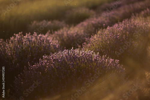 Fotografie, Obraz Purple lavender in sun down