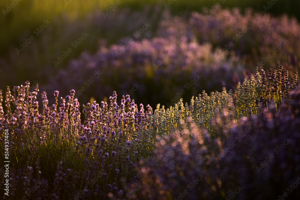 Obraz premium Purple lavender in sun down 
