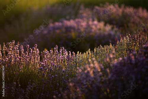 Purple lavender in sun down  photo