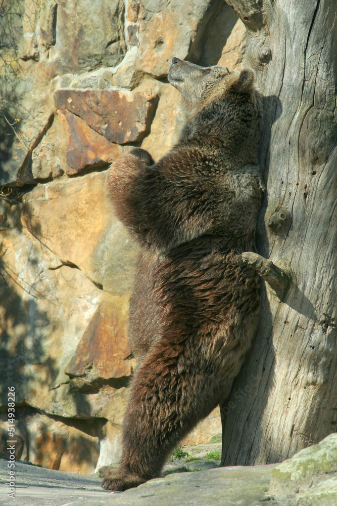 Europäische Braunbär oder Eurasische Braunbär (Ursus arctos arctos) Europäische Braunbär oder Eurasische Braunbär (Ursus arctos arctos)