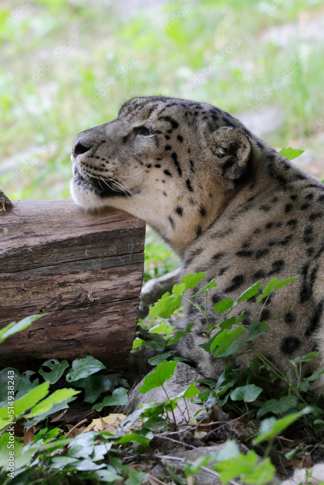 Obraz premium Schneeleopard, Irbis oder Unze (Panthera uncia) Raubtier, zentralasiatisches Hochgebirge