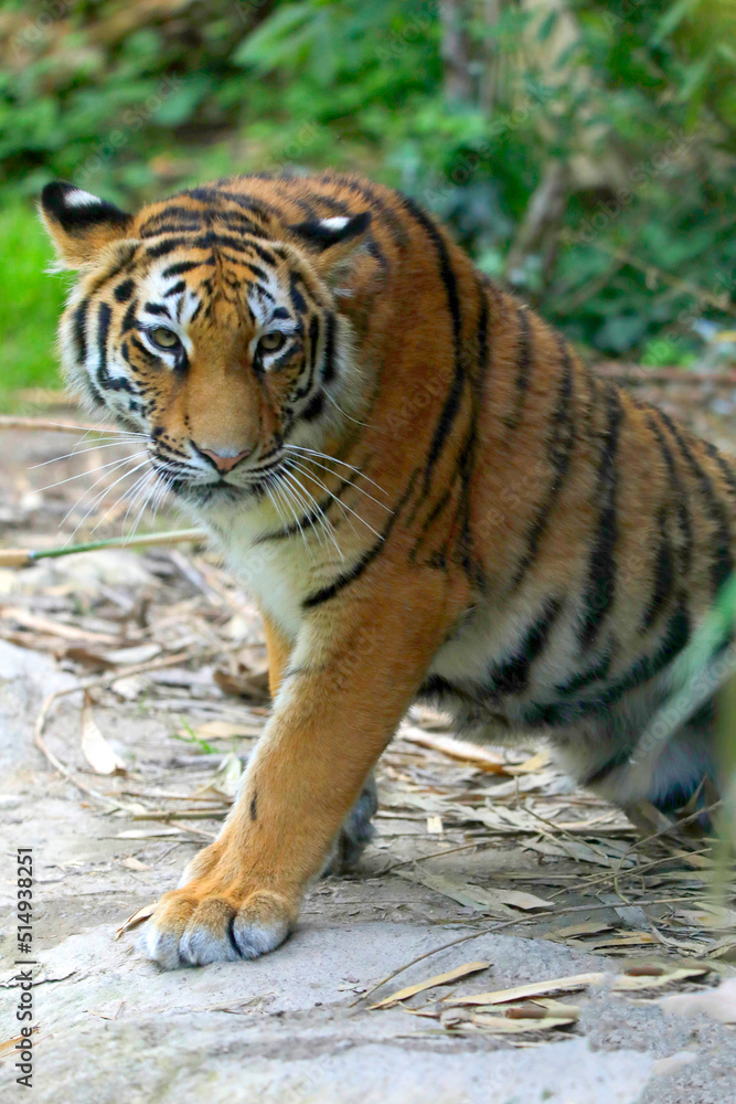 Naklejka premium Tiger (Panthera tigris) Jungtier