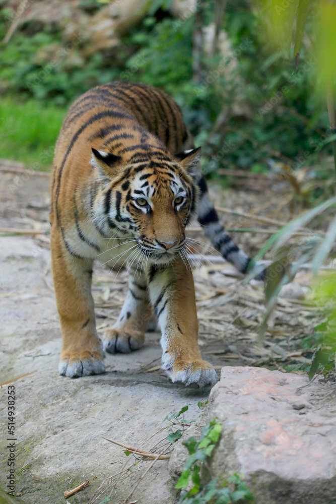 Obraz premium Tiger (Panthera tigris) Jungtier