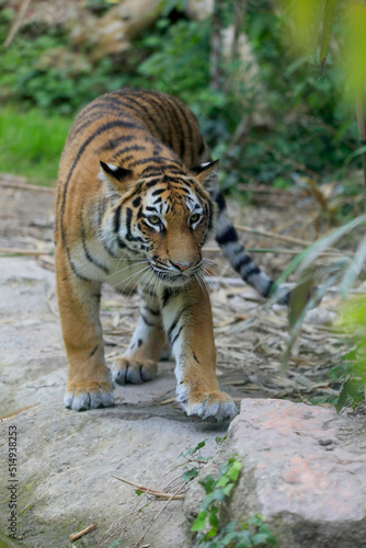 Tiger  Panthera tigris  Jungtier