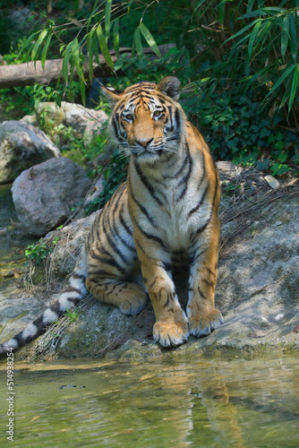  Tiger  Panthera tigris  am Wasser 