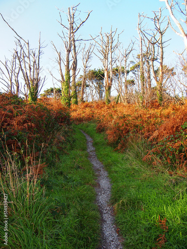 Dead Trees Path Brown ferns 