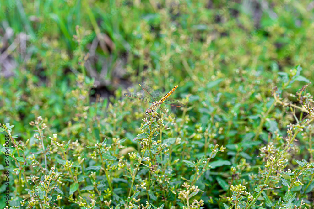 green grass background green grass background