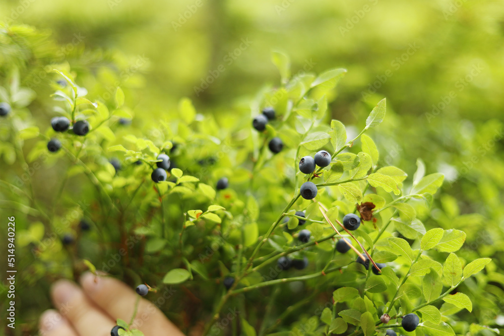 Wild blueberry bush with blue berries in the forest. Wild blueberry bush with blue berries in the forest.