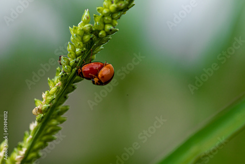 ladybug on a leaf