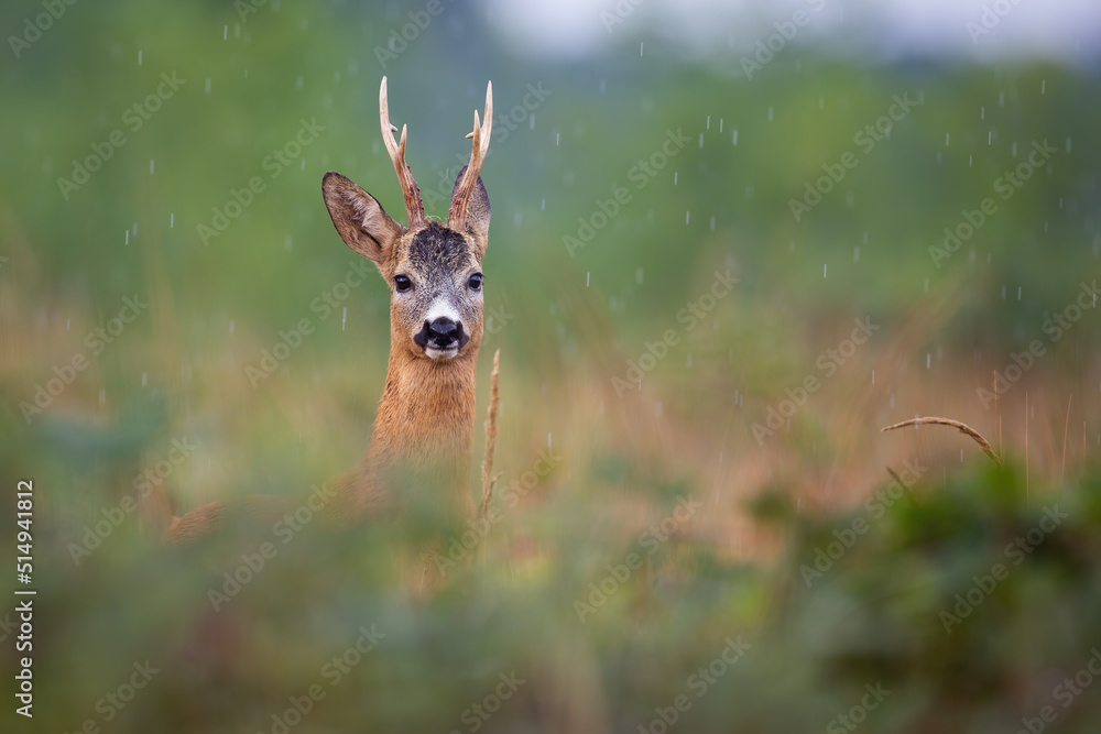 Roe deer, capreolus capreolus, peeking out of bushes in summer rainstorm. Roebuck looking to the camera on meadow in raining. Antlered mammal watching in wet environment.