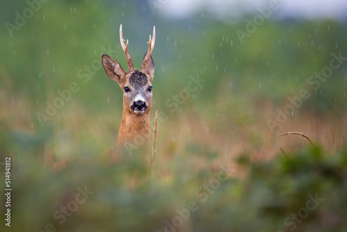Obraz na płótnie Roe deer, capreolus capreolus, peeking out of bushes in summer rainstorm. Roebuck looking to the camera on meadow in raining. Antlered mammal watching in wet environment. w salonie
