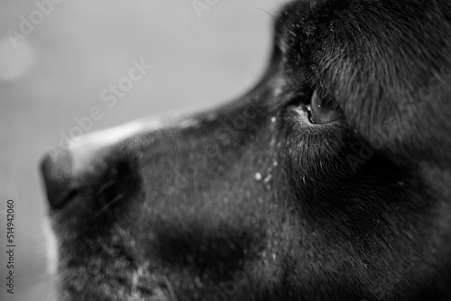 Dog black and white close up 