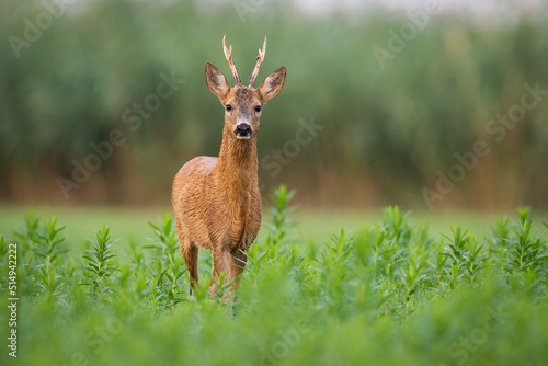 Fototapeta Naklejka Na Ścianę i Meble -  Roe deer, capreolus capreolus, approaching on green field in summer nature. Antlered mammal looking to the camera on meadow. Roebuck watching on grassland in summertime.