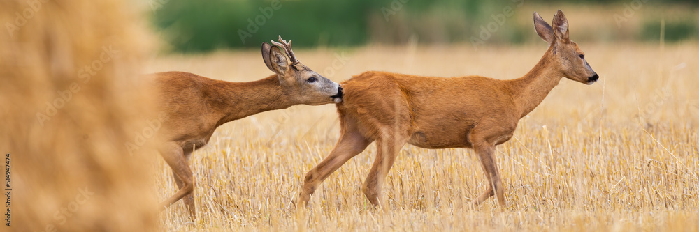 Two roe deer, capreolus capreolus, walking on field in in rutting season. Roebuck sniffing female on stubble in summer. Buck following doe on dry grass during mating.