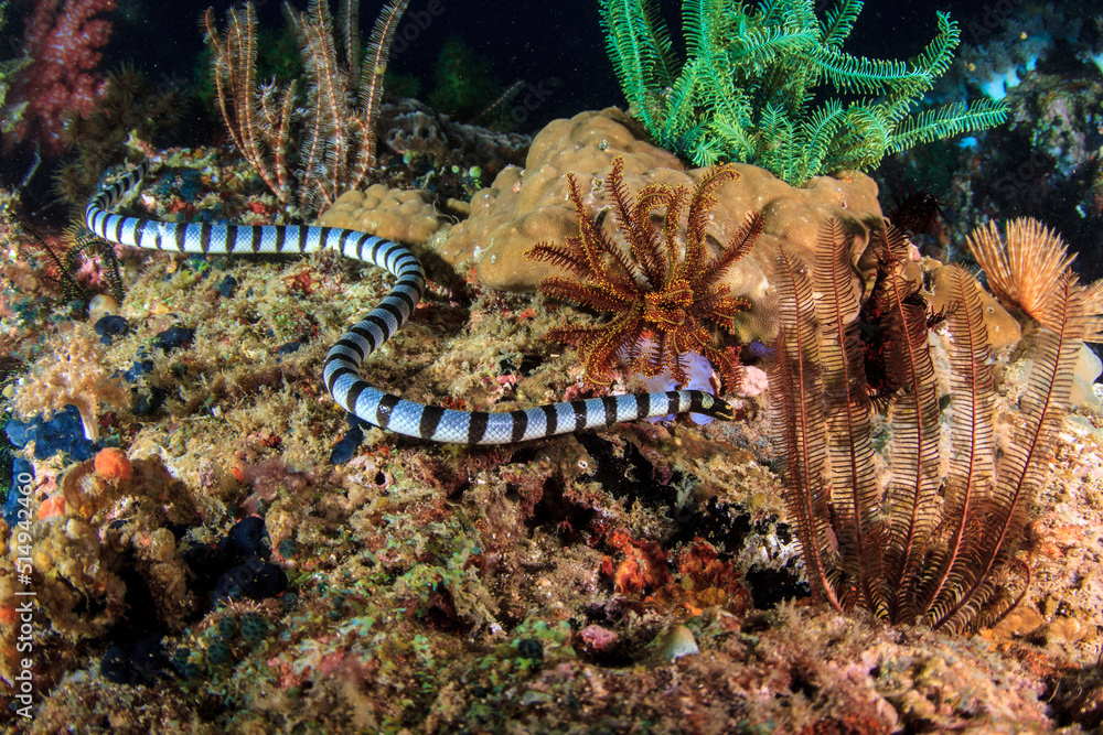 Serpiente marina Serpiente marina