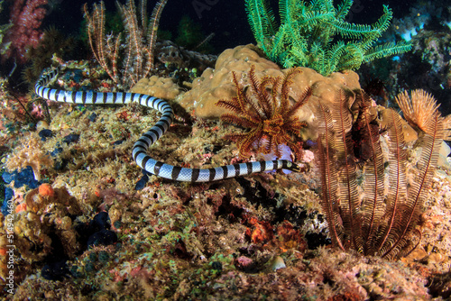 Serpiente marina