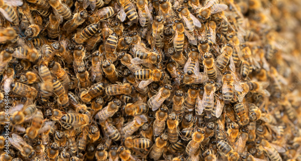 Honey bees. Swarm transplant. Texture. Lots of insects. Honey bees. Swarm transplant. Texture. Lots of insects.